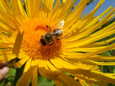 Sunflower bee summer photo