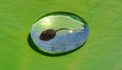 Leaf frog toad photo