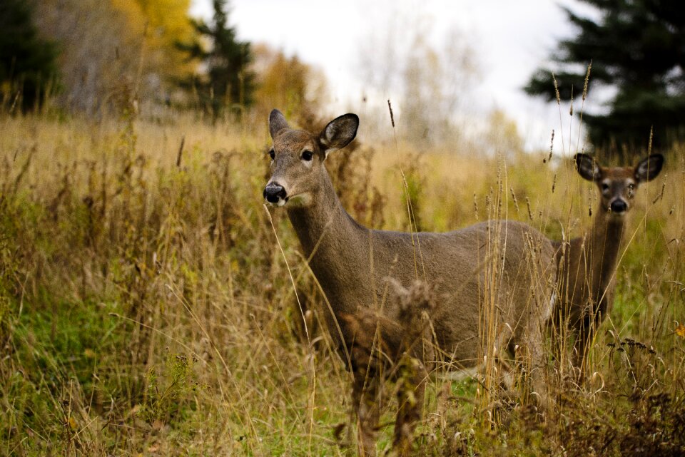 Nature animals wild animal