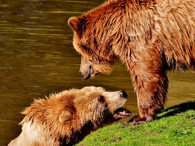 Water brown bear wild animal