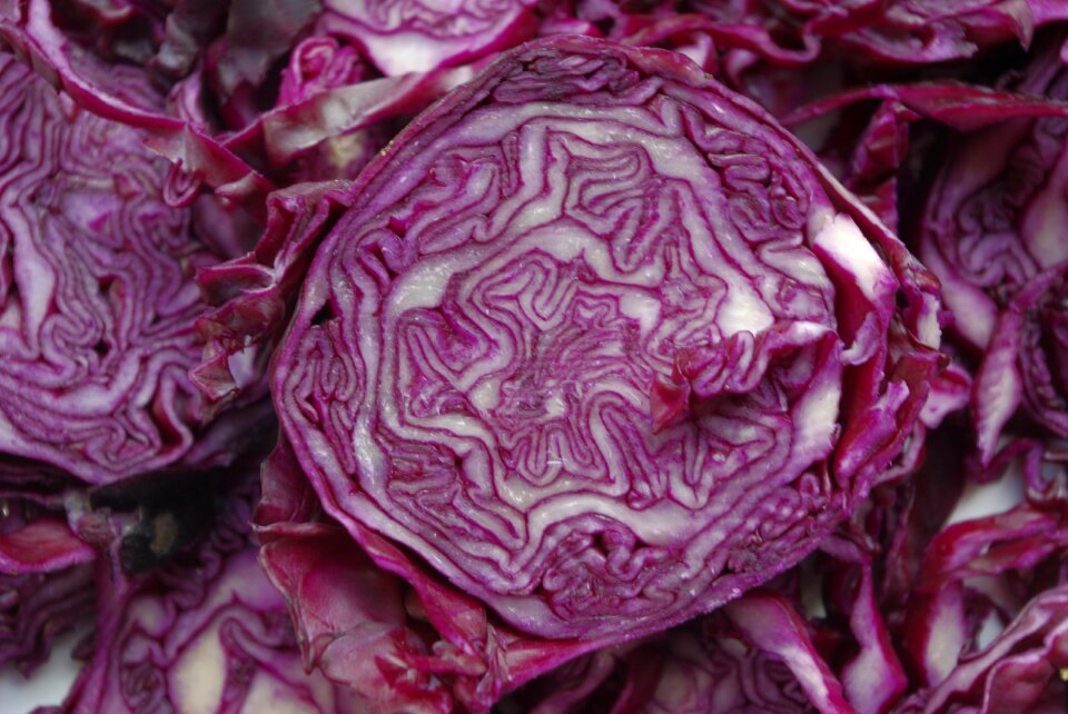 Violet cabbage food