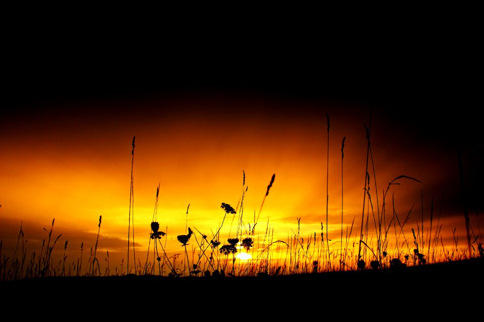 Sunlight grasses rest