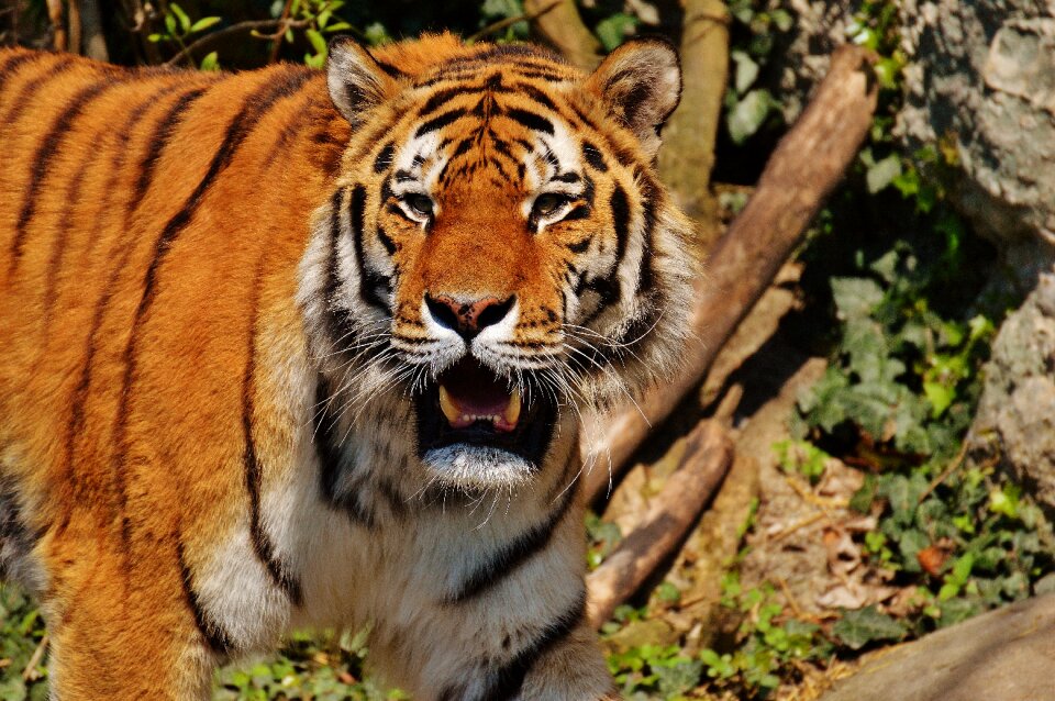 Beautiful dangerous big cat