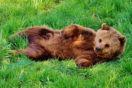 Water brown bear wild animal
