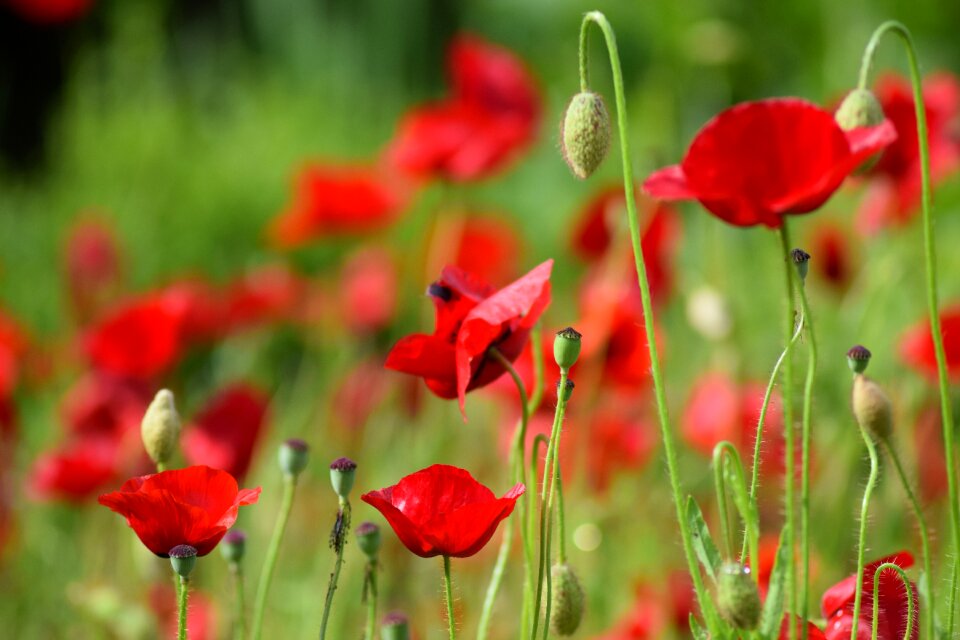 Summer red flower