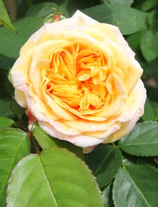 Bloom petals mother's day
