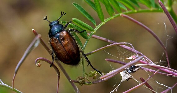 Close up maikäfer chafer photo