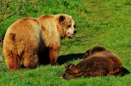 Water brown bear wild animal