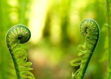 Nature forest leaves photo