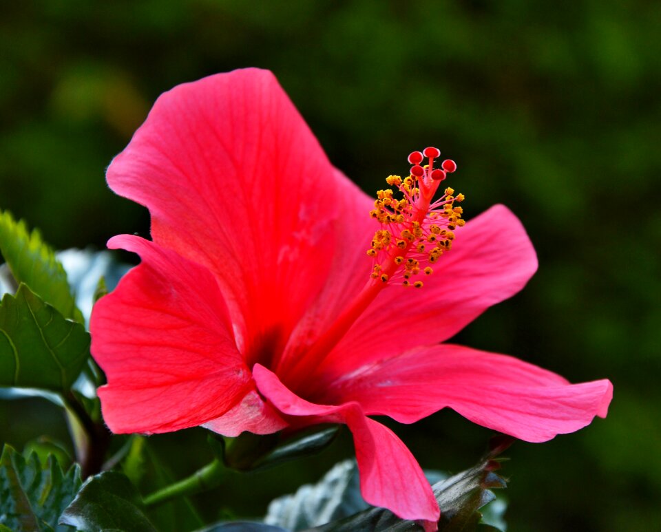 Hibiscus flower red summer photo