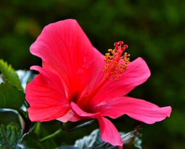 Hibiscus flower red summer photo