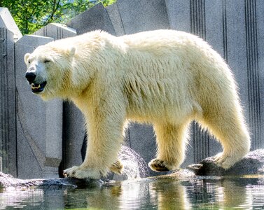 Bear predator white photo