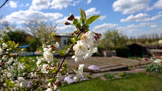 Blossom bloom sour cherry