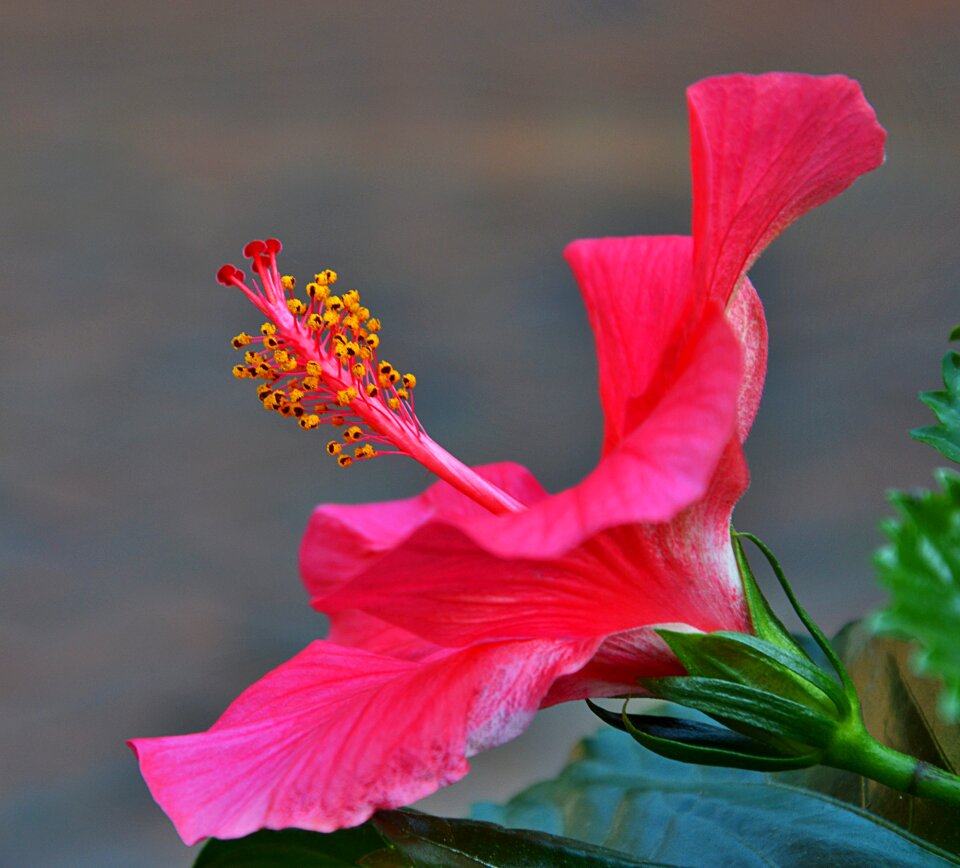 Red flower pistil