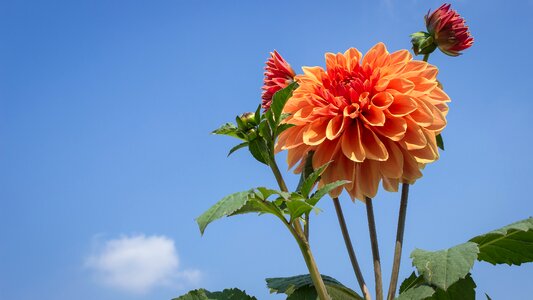 Dahlia flower flower dahlia