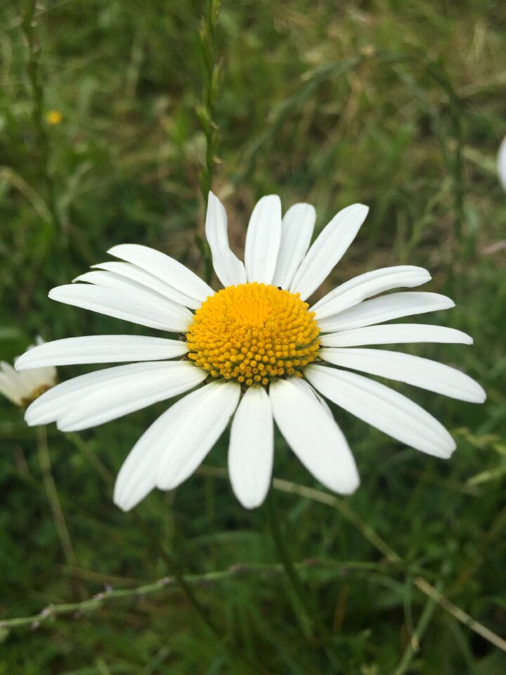 Flower meadow daisies