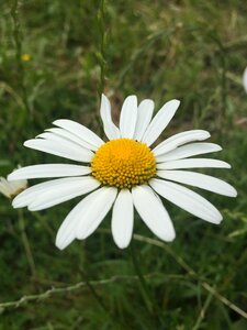 Flower meadow daisies