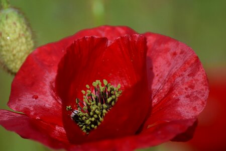 Poppy flower summer red