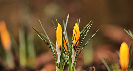Yellow flower plant