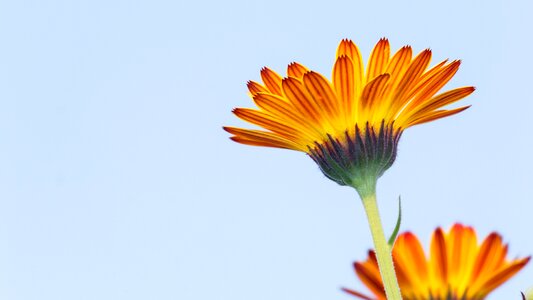 Calendula calendula flower flowers
