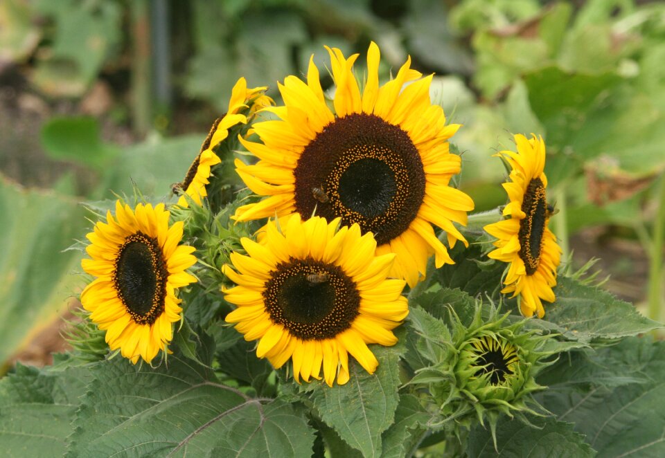 Sun summer petal