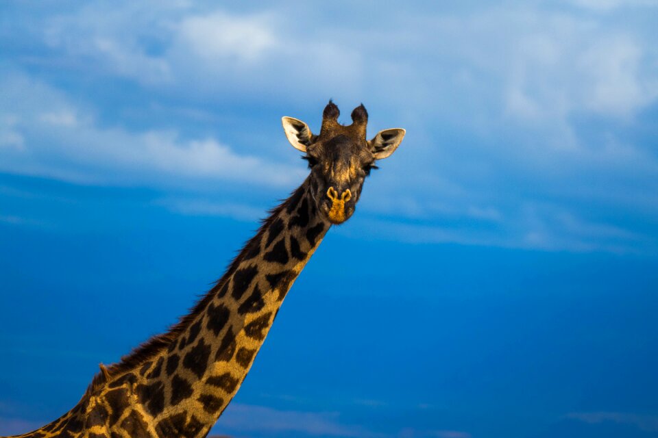 Wildlife giraffe animals