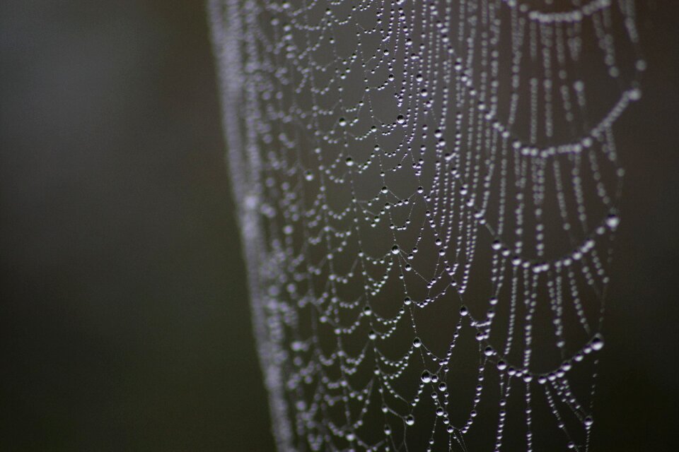 Droplets nature drops