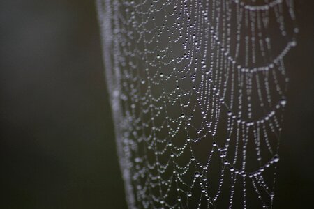 Droplets nature drops
