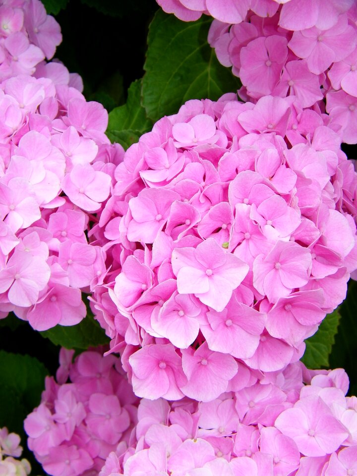 Flowers hydrangea pink