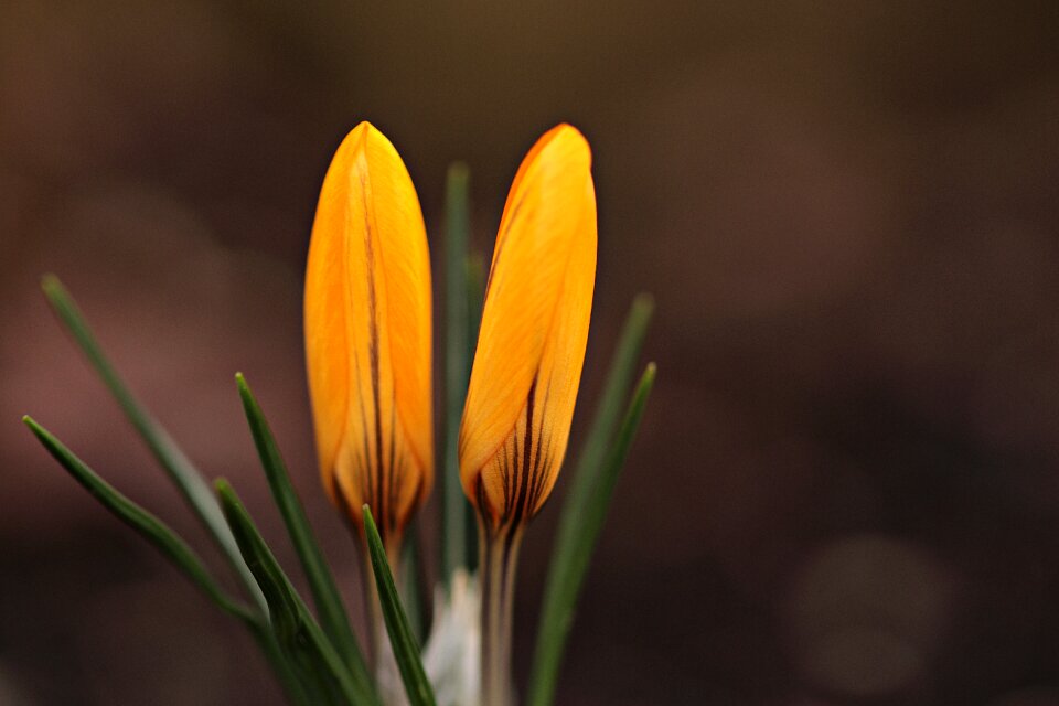 Yellow flower plant