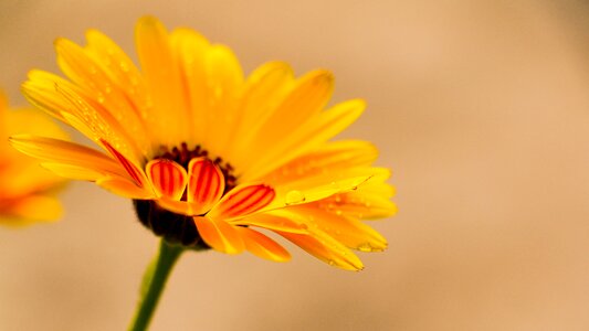 Yellow calendula flower flowers orange flower