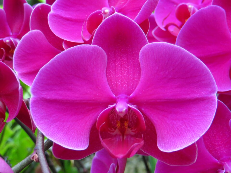 Flower nature blossom