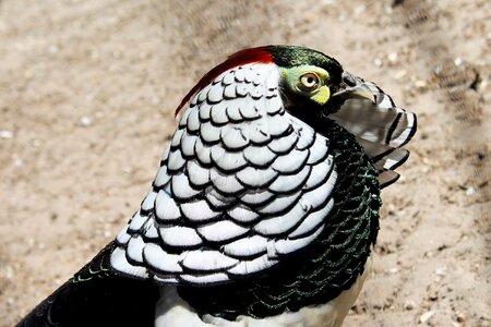 Pheasant bird feather