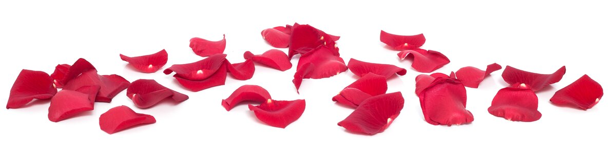 Leafs red petals