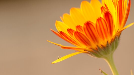 Water drop flower water drop flower photo