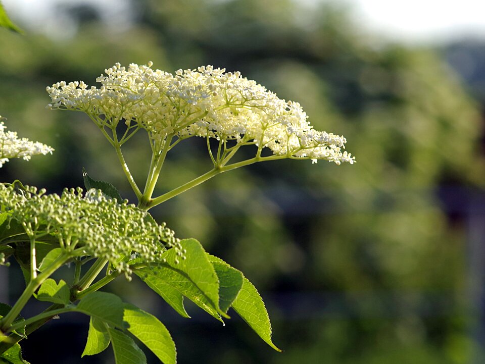 Plant herbs healing
