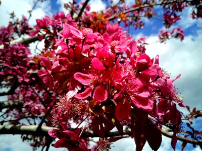 Spring flowering beautiful