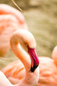 Pink zoo pink flamingo photo