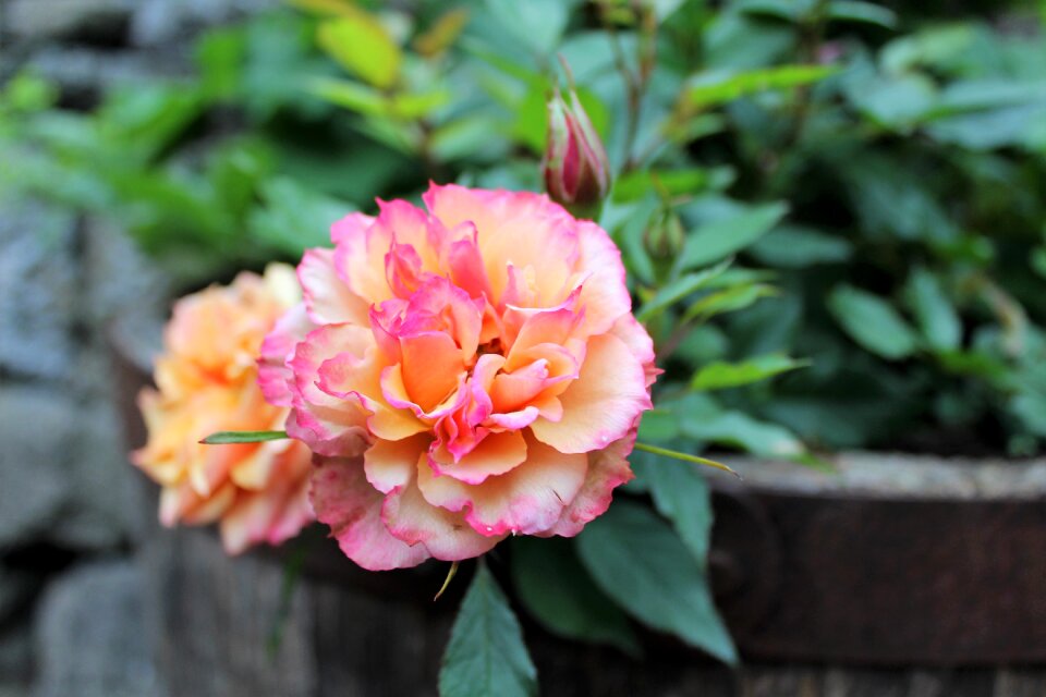 Summer flower natural