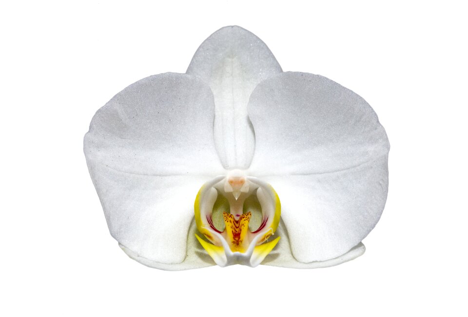 Macro orchid white flower