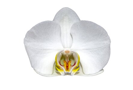 Macro orchid white flower photo