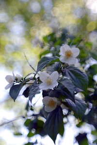 Bokeh bloom garden