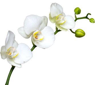 Macro orchid bloom photo