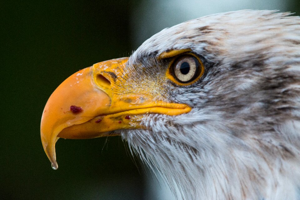 Raptor bird of prey bird