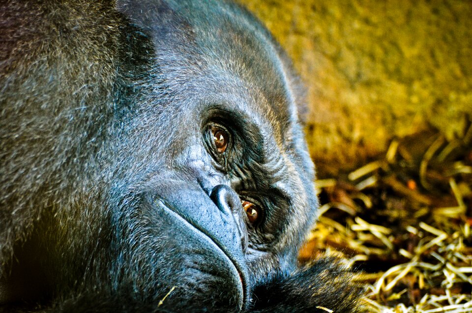 Silverback ape animal world