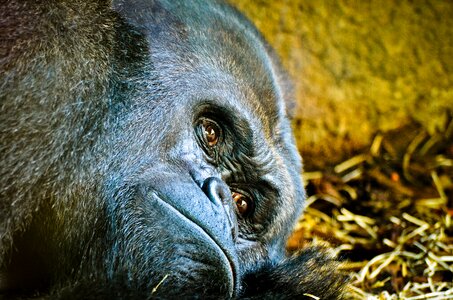 Silverback ape animal world