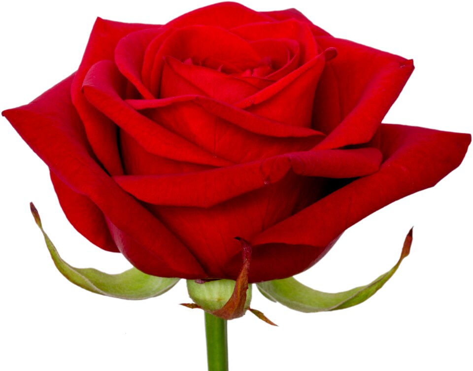 Rose macro bloom