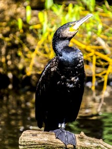 Water bird nature animal photo