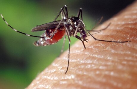 Human blood supply asian tiger mosquito biting insect