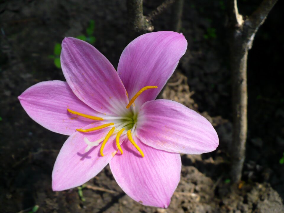 Spring purple flower yellow pistils
